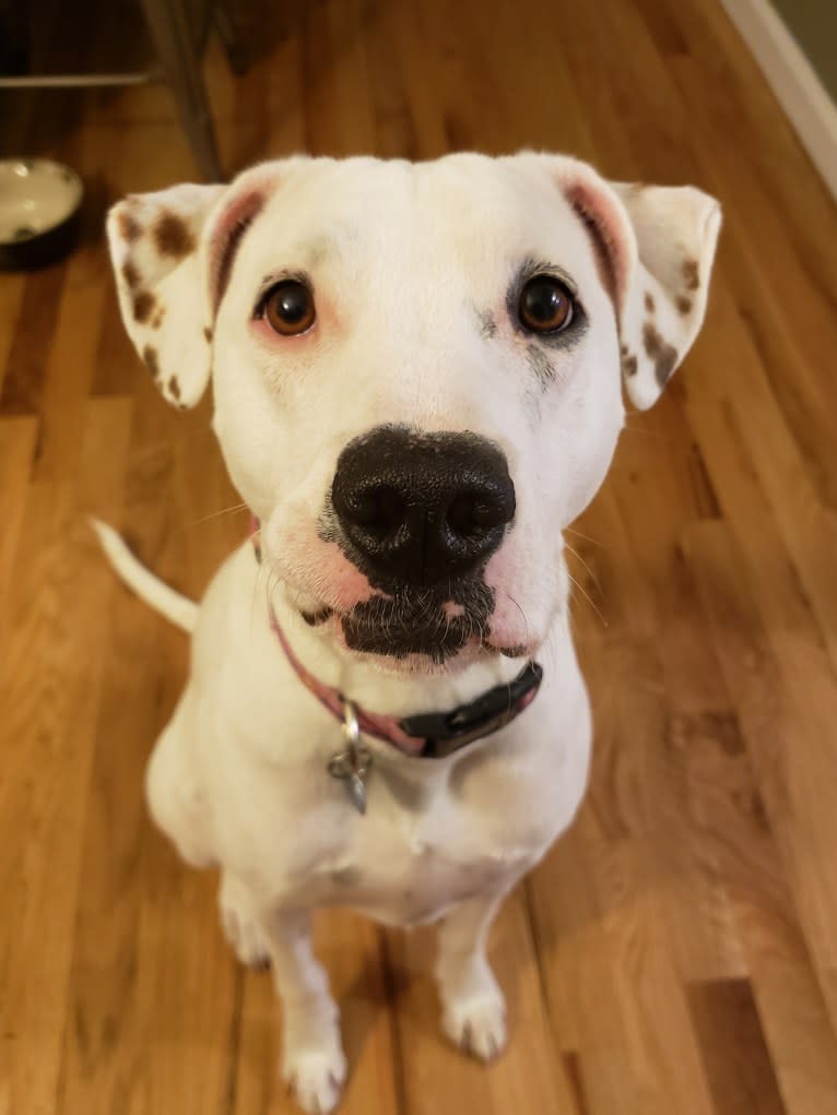 Avery, an American Pit Bull Terrier and Boxer mix tested with EmbarkVet.com