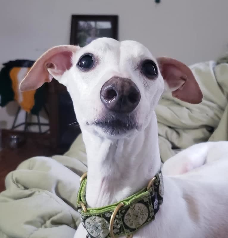 Zoom, a Whippet tested with EmbarkVet.com