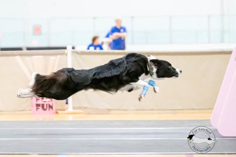 Shine On’s A Great Deal of Bravery “Neville”, a Border Collie tested with EmbarkVet.com