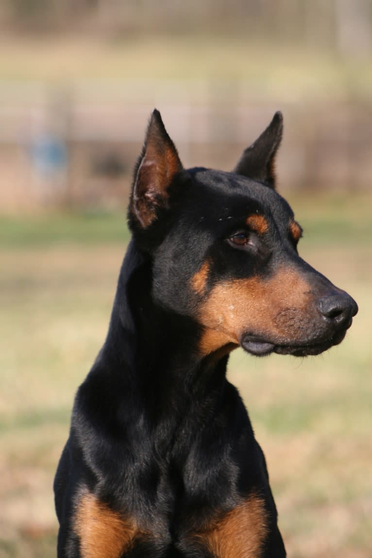 Riku, a Doberman Pinscher tested with EmbarkVet.com