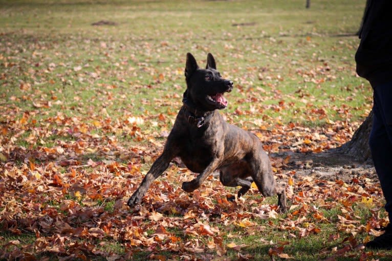 Static, a Dutch Shepherd tested with EmbarkVet.com