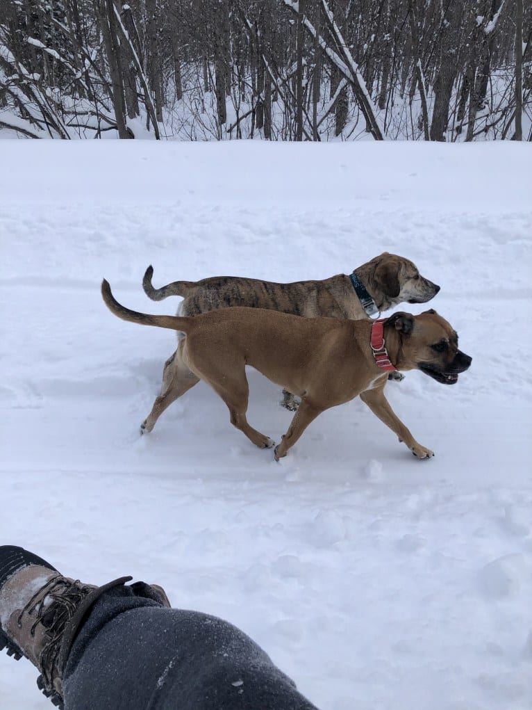 Simba, a Catahoula Leopard Dog and Chow Chow mix tested with EmbarkVet.com