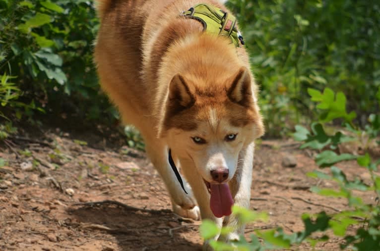 Buck, a Siberian Husky tested with EmbarkVet.com