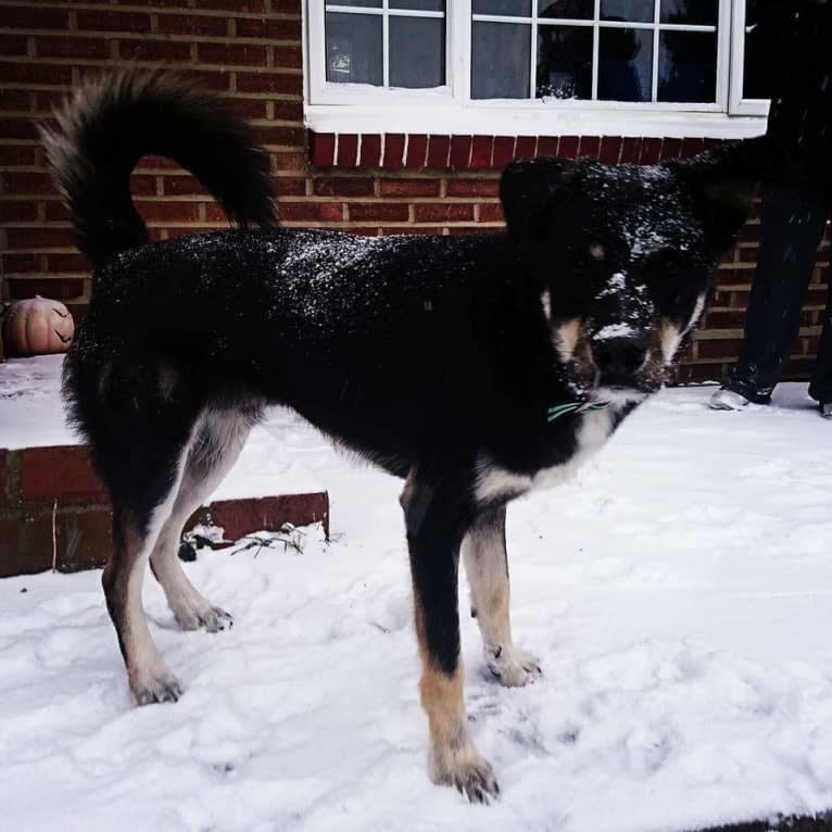 Diesel, a Border Collie and Siberian Husky mix tested with EmbarkVet.com