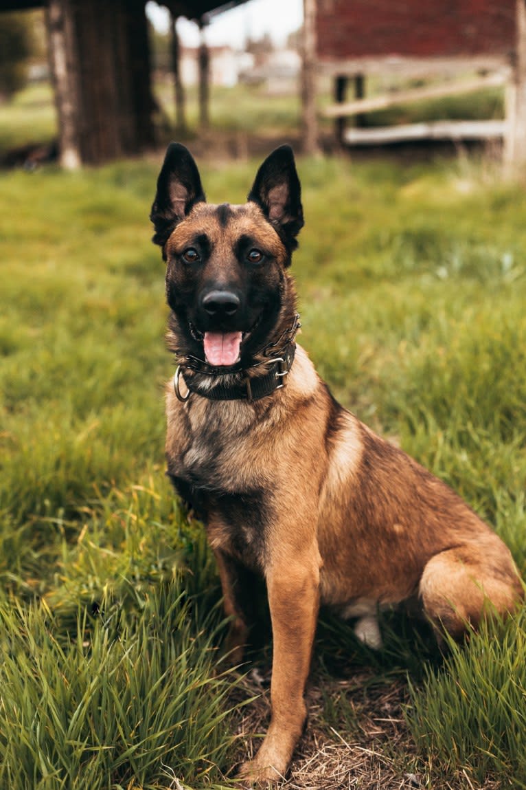 Bassie, a Dutch Shepherd tested with EmbarkVet.com