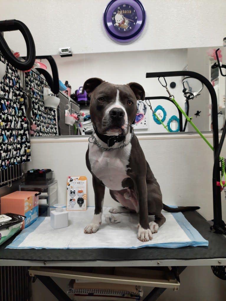 MaSiWei, an American Bully tested with EmbarkVet.com