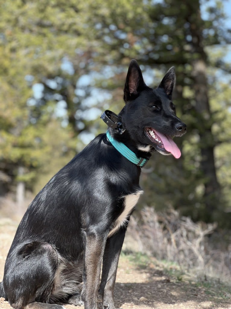 Tipsí, an Australian Cattle Dog and German Shepherd Dog mix tested with EmbarkVet.com