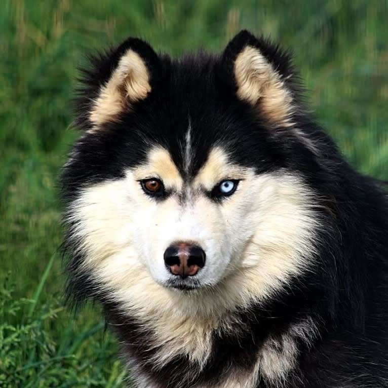 "NEO" NOVEL SIBERIAN'S SLEIGH RIDE, a Siberian Husky tested with EmbarkVet.com