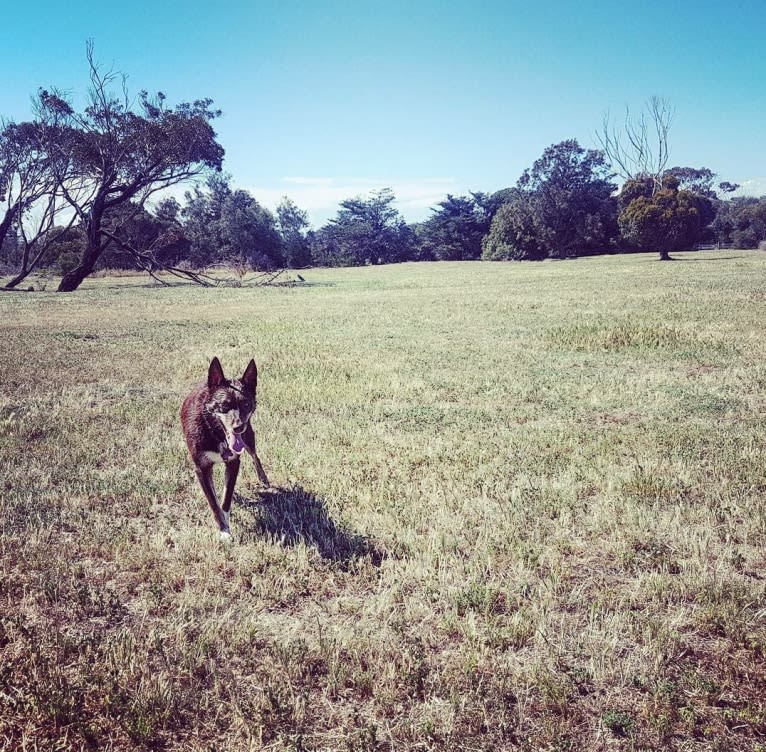 Matilda, an Australian Kelpie tested with EmbarkVet.com