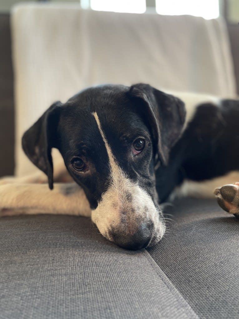 Lola, an American Pit Bull Terrier and Treeing Walker Coonhound mix tested with EmbarkVet.com