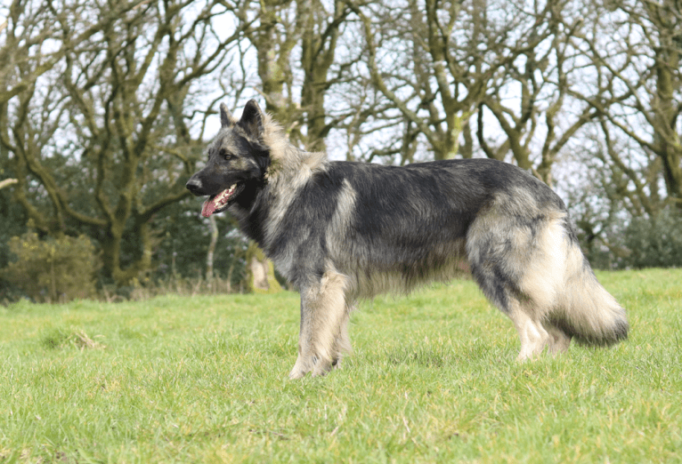 Siriüs, a German Shepherd Dog tested with EmbarkVet.com