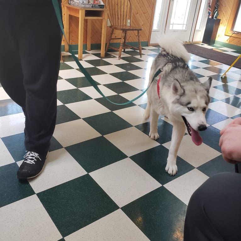 Eeko, a Siberian Husky tested with EmbarkVet.com