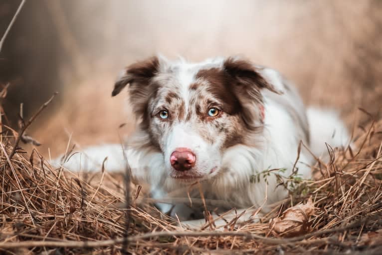 Spurs N Ashes, a Border Collie tested with EmbarkVet.com