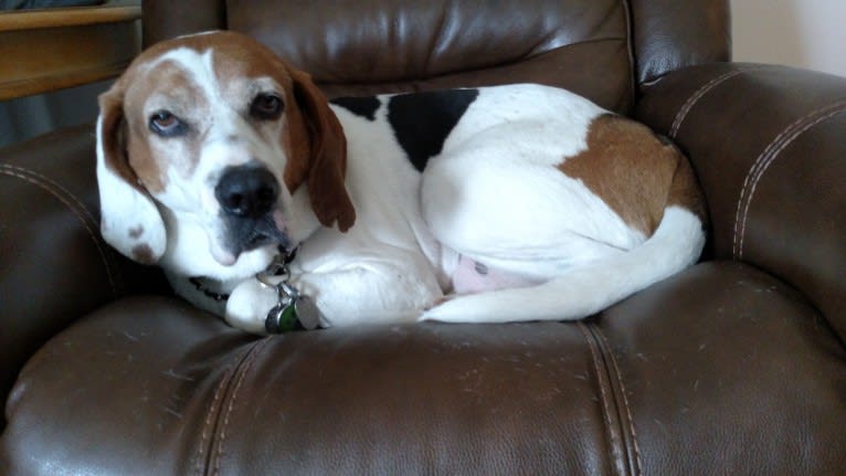 Little Joe, aka "Scar Face,"  Our #1 Hound Dog, a Treeing Walker Coonhound tested with EmbarkVet.com