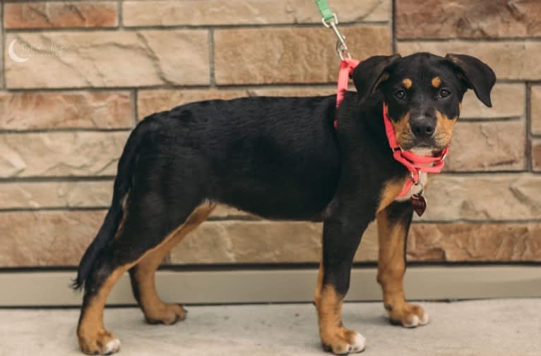 Ruby Rose Esler, an American Bulldog and American Bully mix tested with EmbarkVet.com