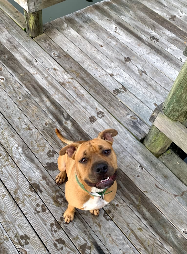 Gus, an American Bully and American Bulldog mix tested with EmbarkVet.com