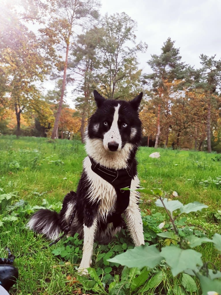 Erkeeni Kuo (Kinjia), a Yakutian Laika tested with EmbarkVet.com