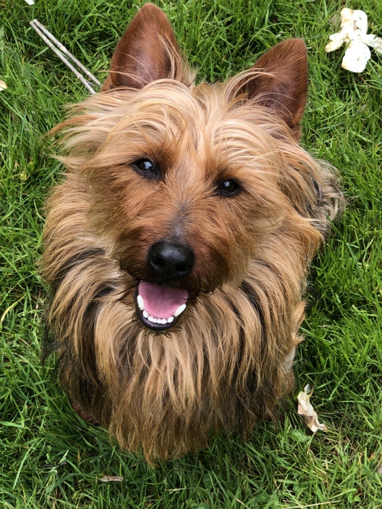 Chase, an Australian Terrier tested with EmbarkVet.com
