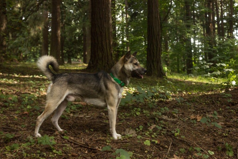 Toutarou, a Kishu Ken tested with EmbarkVet.com