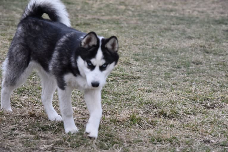 Sophia, a Pomsky tested with EmbarkVet.com