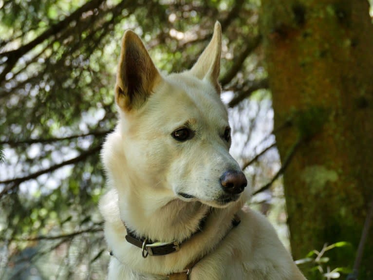 Widu, a Canaan Dog tested with EmbarkVet.com