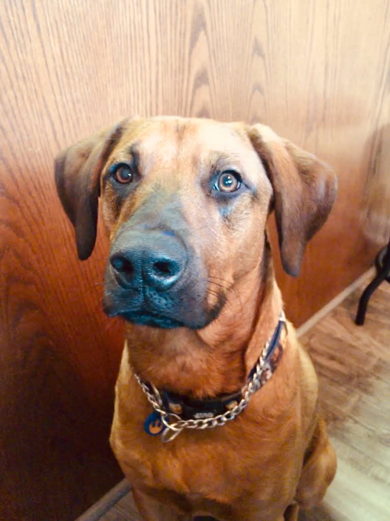 Major, a Rottweiler and Redbone Coonhound mix tested with EmbarkVet.com