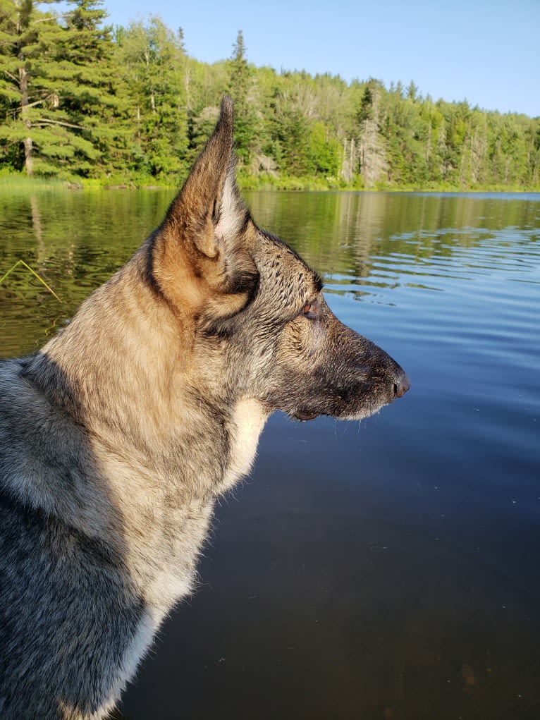 Balto, a German Shepherd Dog tested with EmbarkVet.com