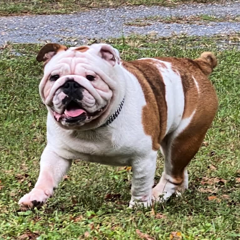 Kaijū, a Bulldog tested with EmbarkVet.com