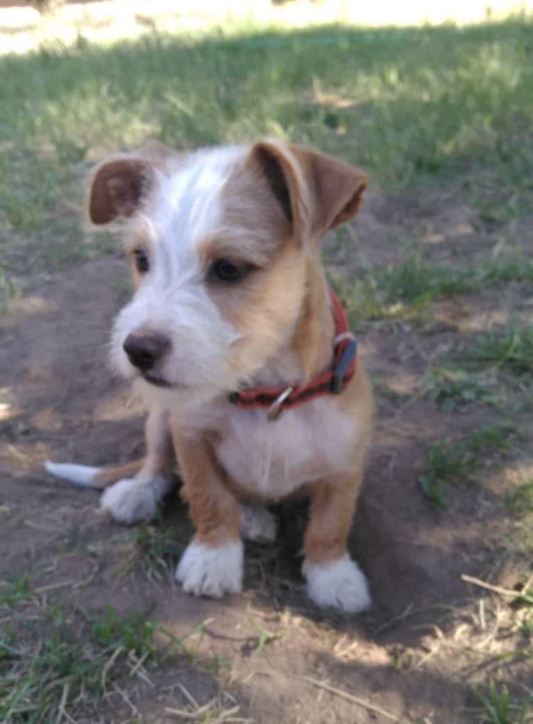 Dash, a Chihuahua and Rat Terrier mix tested with EmbarkVet.com