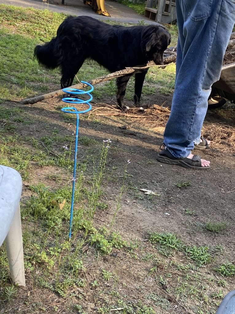 Care Bear Ross, a Labrador Retriever and Australian Cattle Dog mix tested with EmbarkVet.com