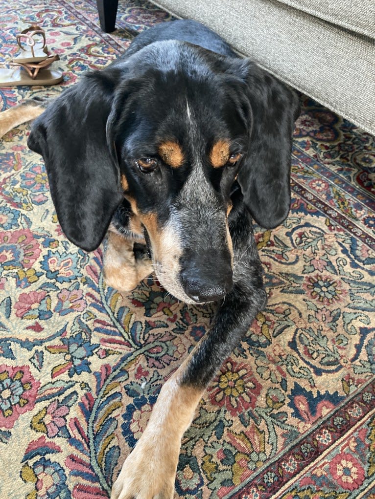 Elvis, a Bluetick Coonhound tested with EmbarkVet.com