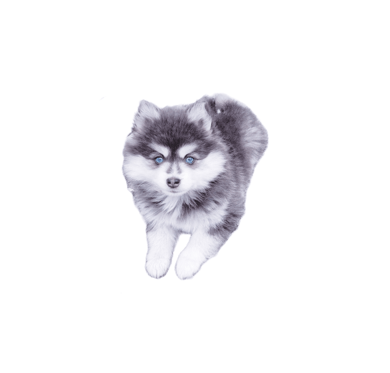 Nimbus, a Pomsky tested with EmbarkVet.com
