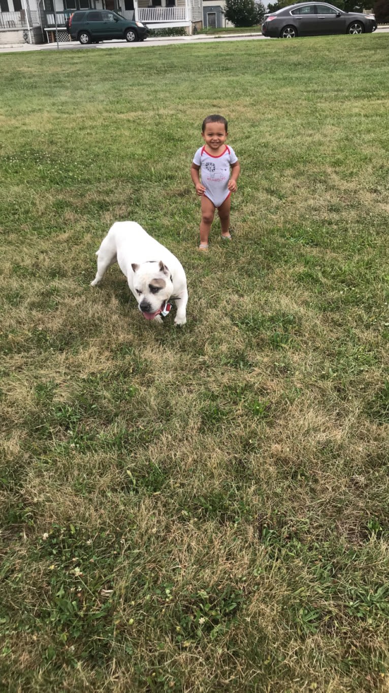 Gotti Simmons, an American Bully tested with EmbarkVet.com