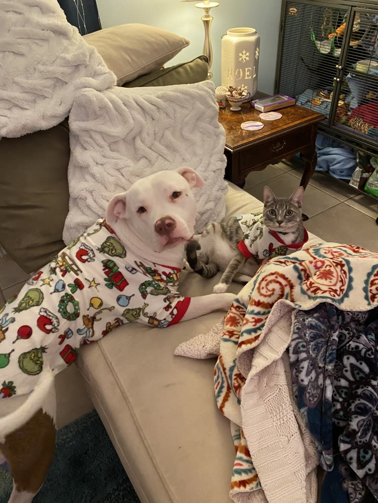 Lincoln, an American Bulldog and American Pit Bull Terrier mix tested with EmbarkVet.com