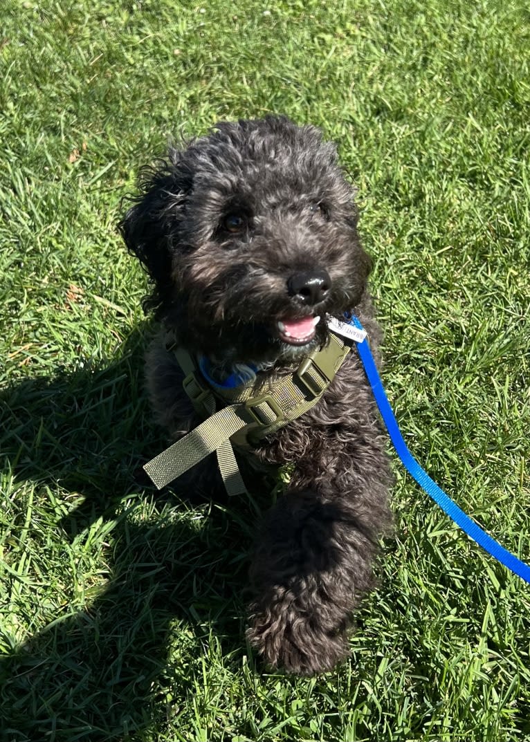 Maxwell, a Poodle (Small) and Maltese mix tested with EmbarkVet.com