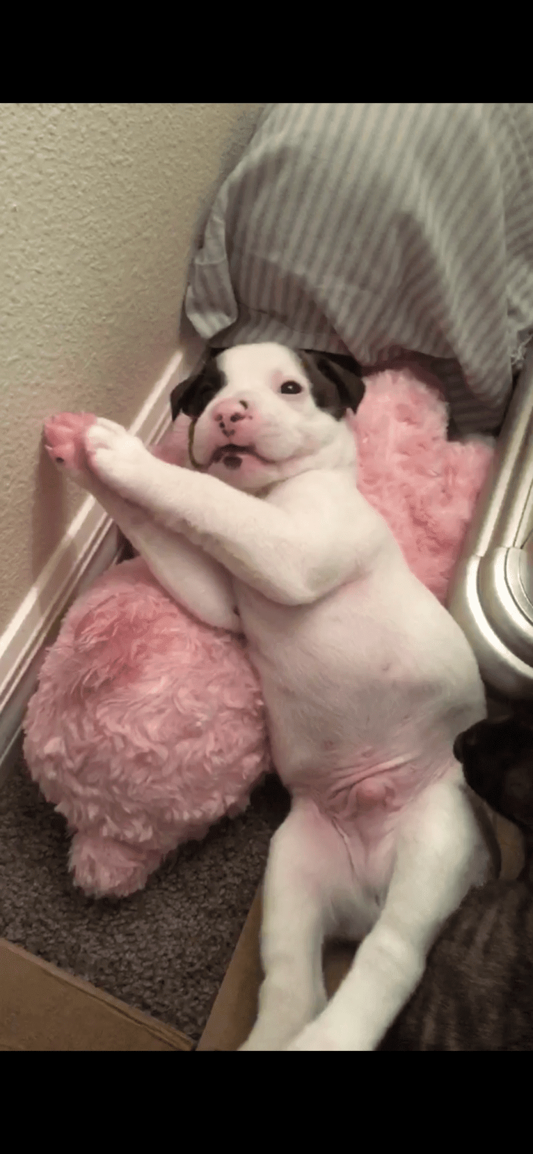 Dozer, an American Pit Bull Terrier and American Staffordshire Terrier mix tested with EmbarkVet.com