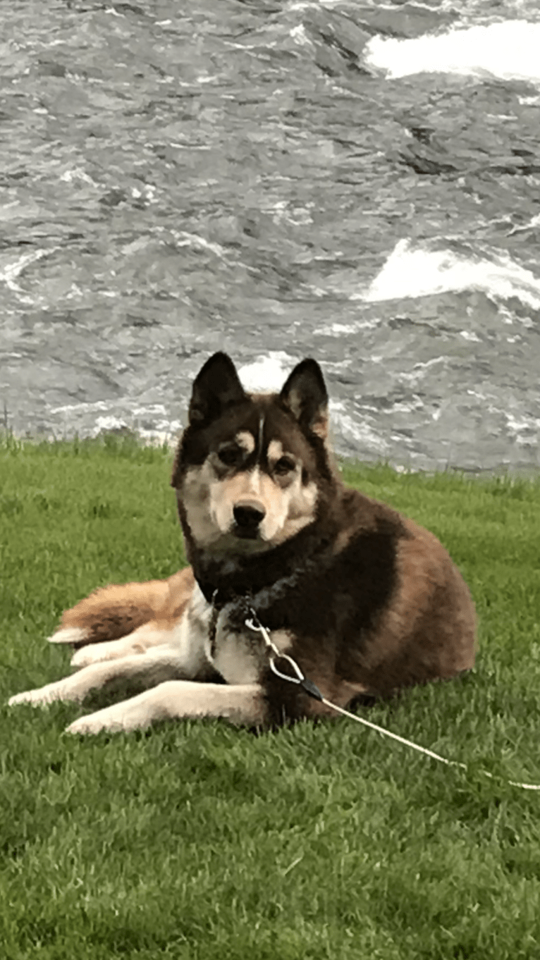 Merle siberian husky top