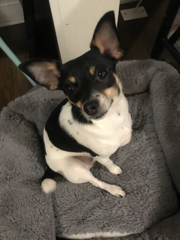 Peppa, a Rat Terrier and Chihuahua mix tested with EmbarkVet.com