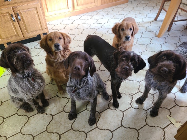 Scout, a Wirehaired Pointing Griffon tested with EmbarkVet.com