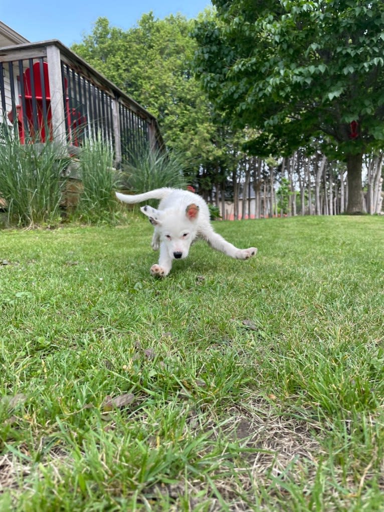 Stella, an American Pit Bull Terrier and Siberian Husky mix tested with EmbarkVet.com