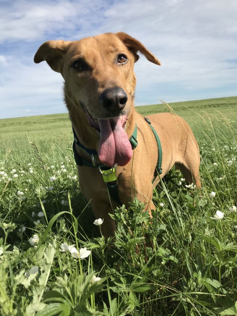 Natasha, an African Village Dog tested with EmbarkVet.com