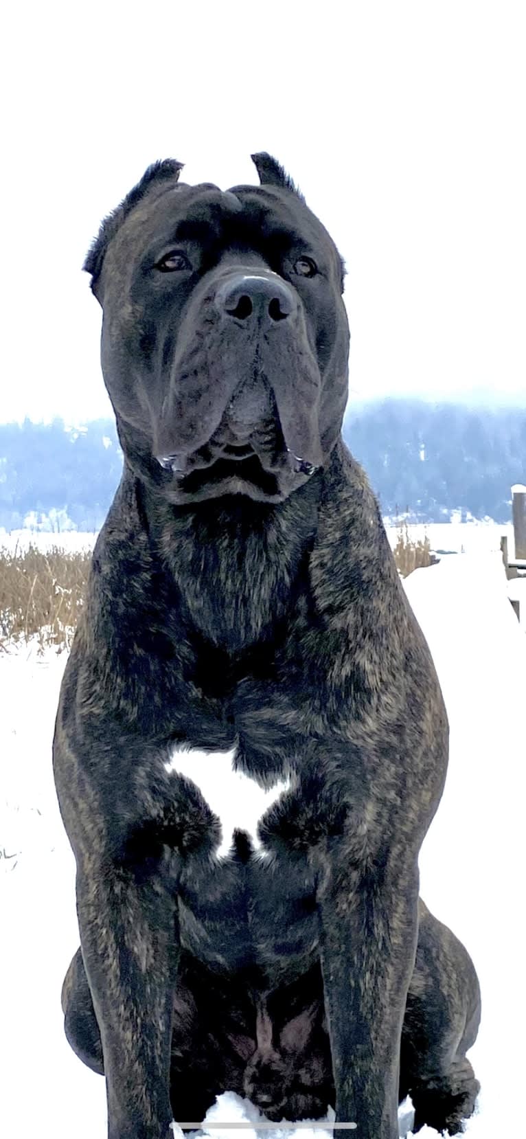 Riggs, a Boerboel and Neapolitan Mastiff mix tested with EmbarkVet.com