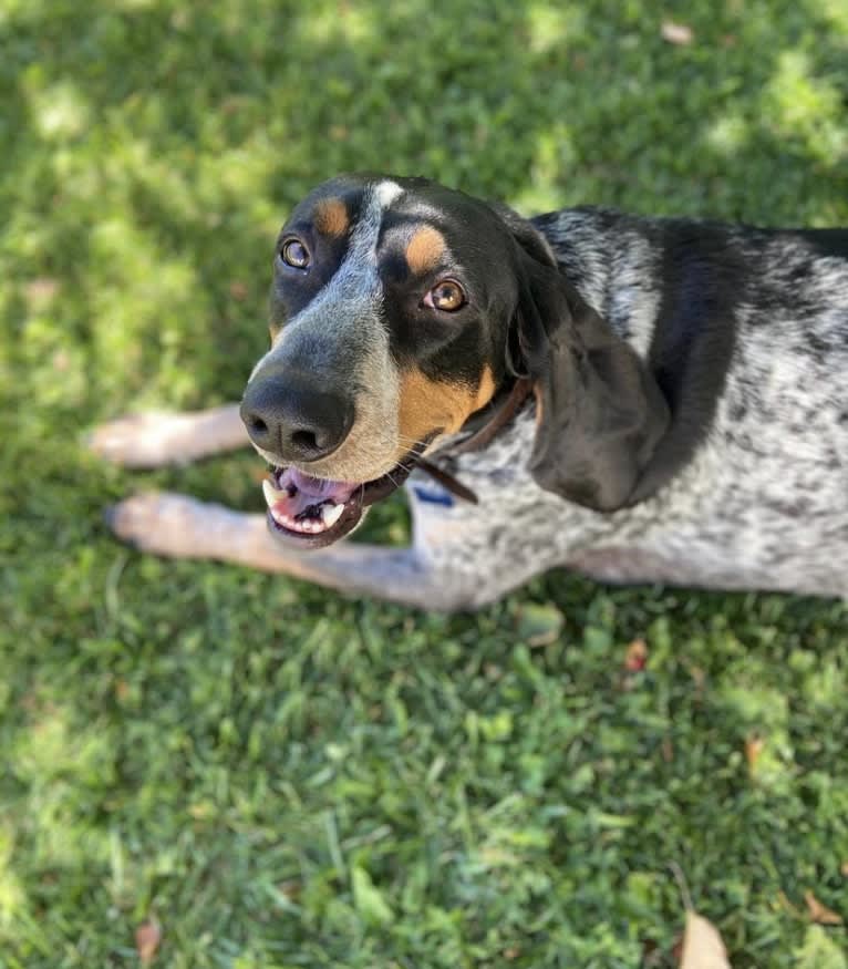Chinook, a Bluetick Coonhound and Treeing Walker Coonhound mix tested with EmbarkVet.com