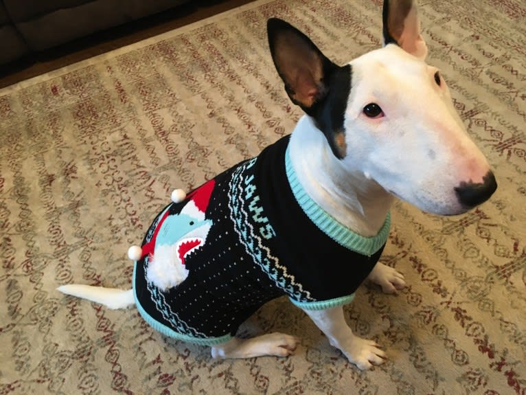 French Fry, a Bull Terrier tested with EmbarkVet.com