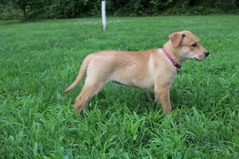 Fizz, a Carolina Dog tested with EmbarkVet.com