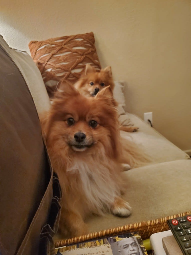 Bear, a Pomeranian tested with EmbarkVet.com