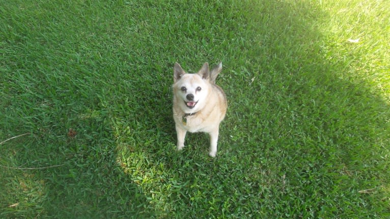 Lassie, a Pomeranian and Rat Terrier mix tested with EmbarkVet.com