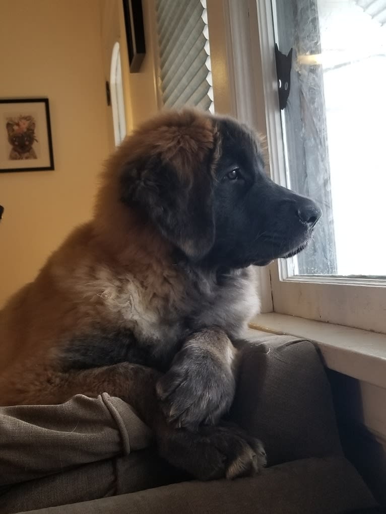 Kamenah's Only For the Brave of Heart "Jasiri", a Leonberger tested with EmbarkVet.com