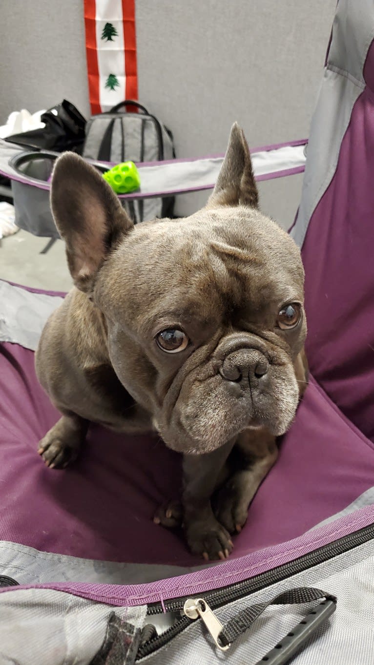 Diesel D, a French Bulldog tested with EmbarkVet.com