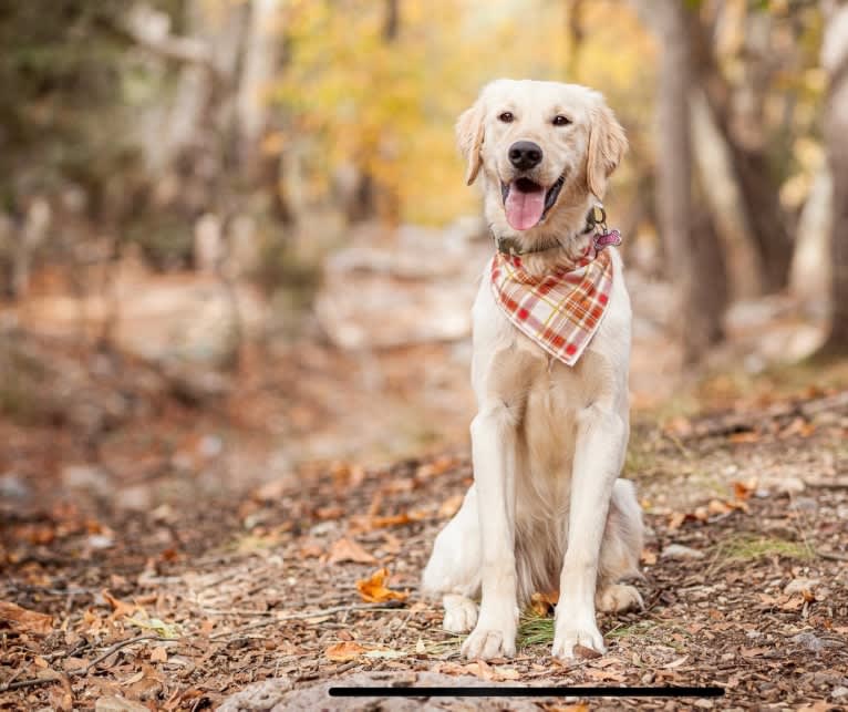 Roxy, a Golden Retriever tested with EmbarkVet.com